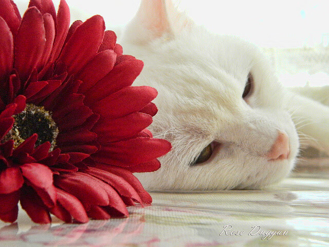 钢索上的舞者，浙江队用连续得分洪流窒息对手，保罗在悬崖边亮出匕首